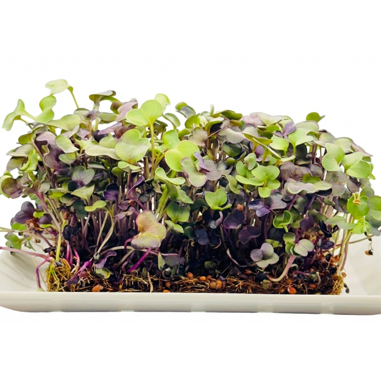 Purple Radish Microgreens