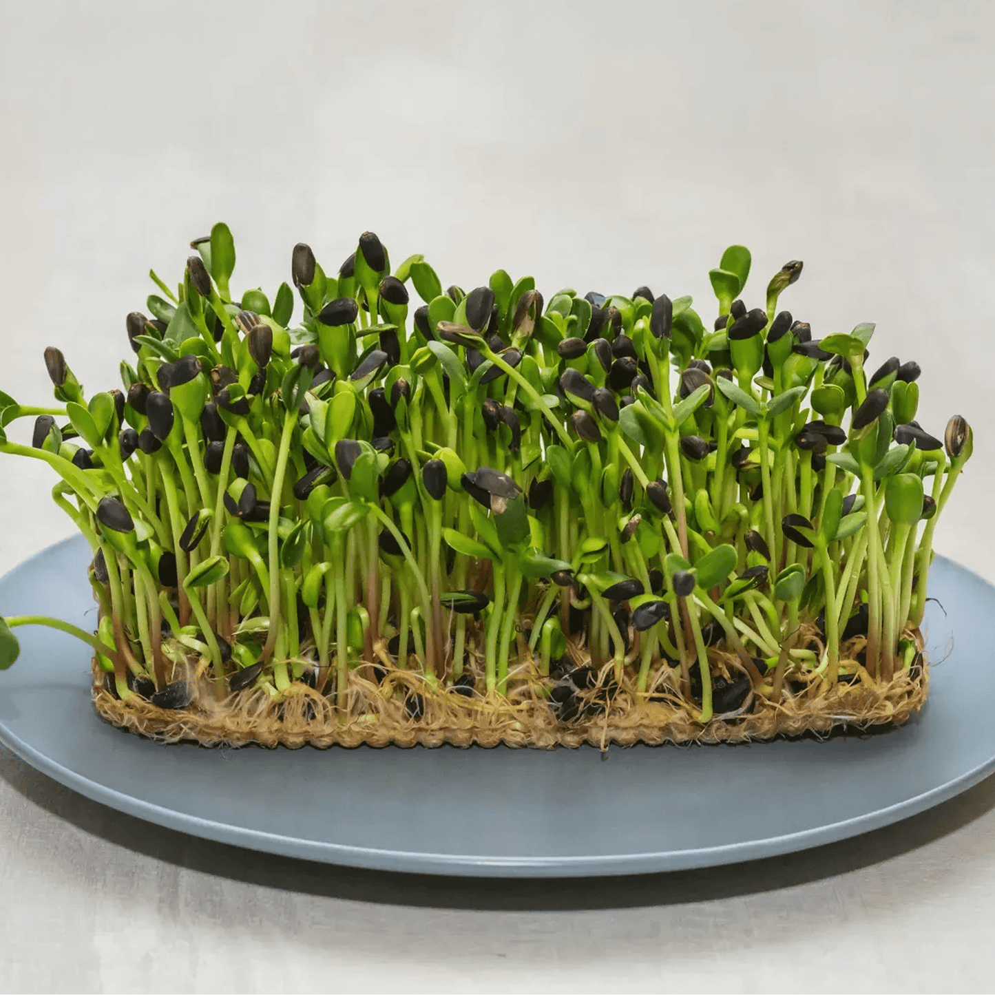 Sunflower Microgreen - Ready to Eat