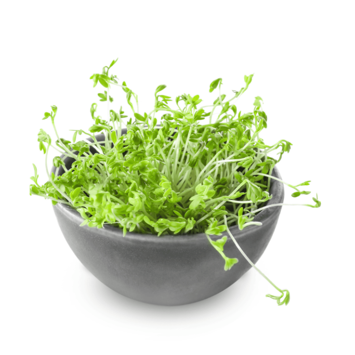 Broccoli Microgreens - Ready to Eat