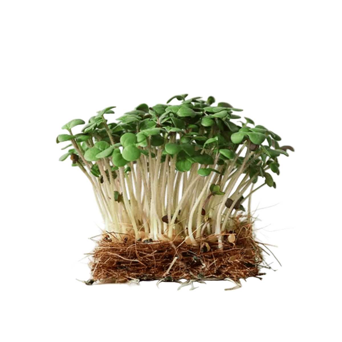 Pak Choi Microgreen - Ready to Eat