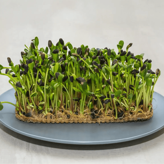 Sunflower Microgreen - Ready to Eat