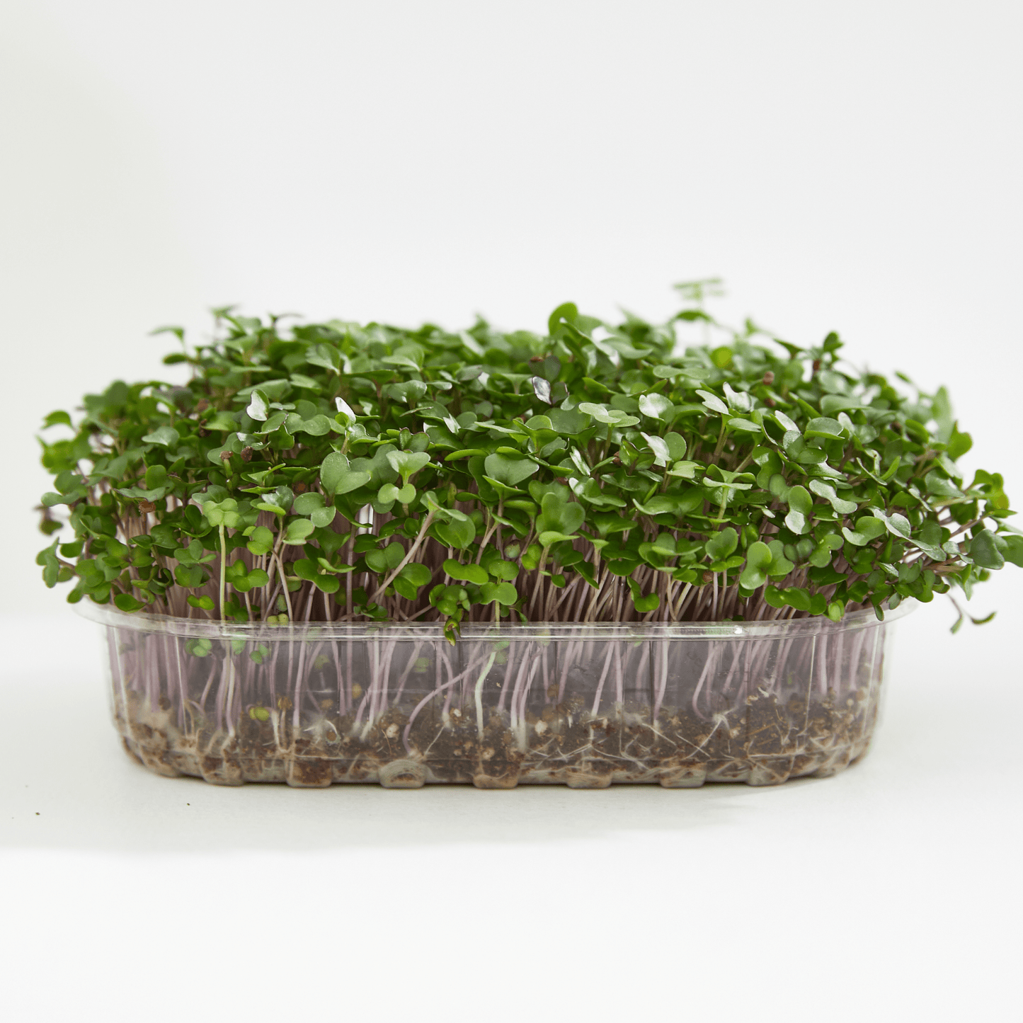 Basil Green Microgreen - Ready to Eat