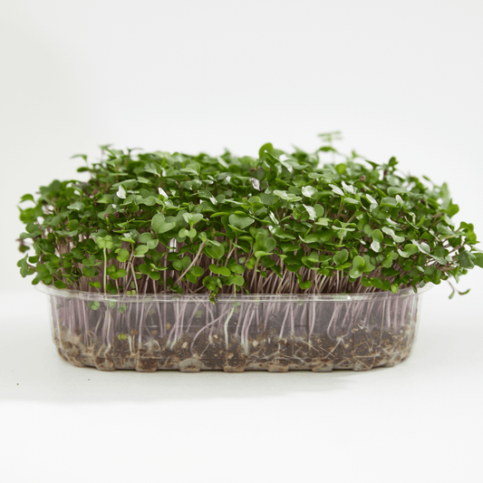 Basil Green Microgreen - Ready to Eat