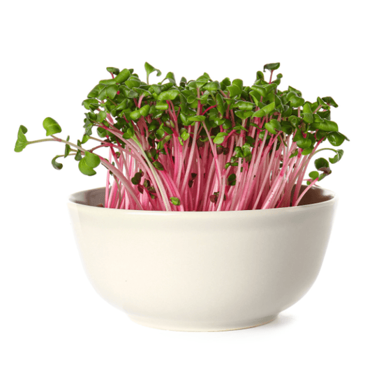 Beetroot Microgreens - Ready to Eat