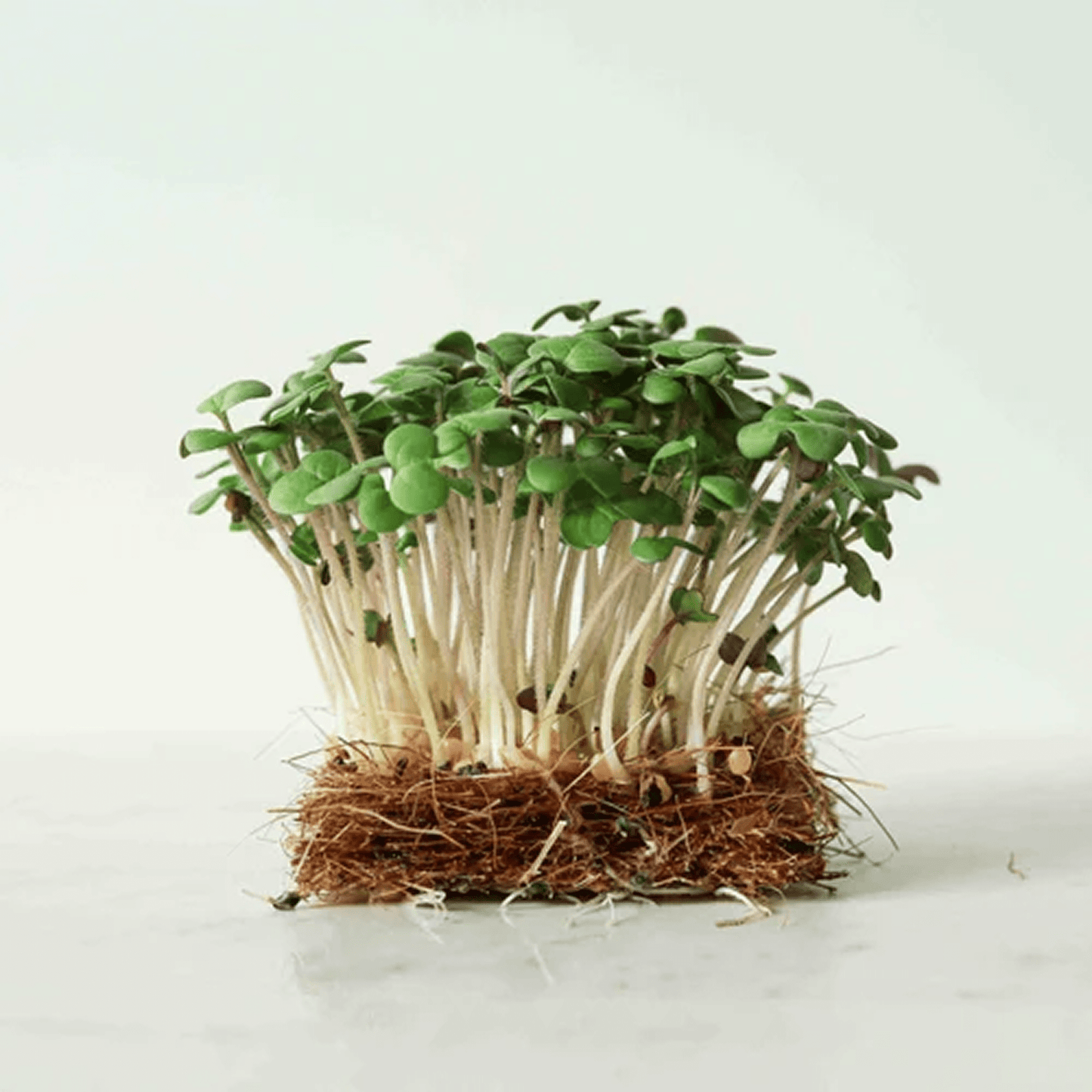 Pak Choi Microgreen - Ready to Eat
