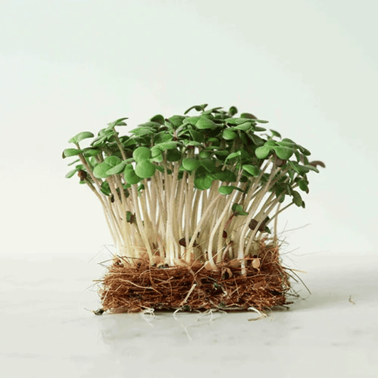 Pak Choi Microgreen - Ready to Eat