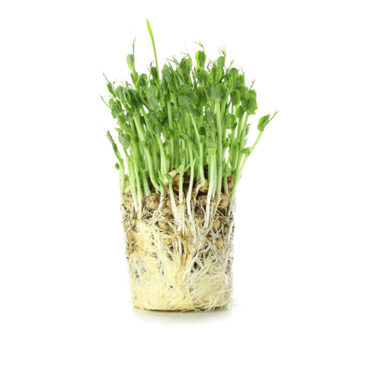 Sunflower Microgreen - Ready to Eat